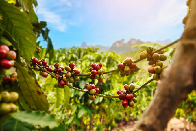 U.S. Coffee Industry Urges Trump to Keep Brazilian Beans Exempt From New Tariffs