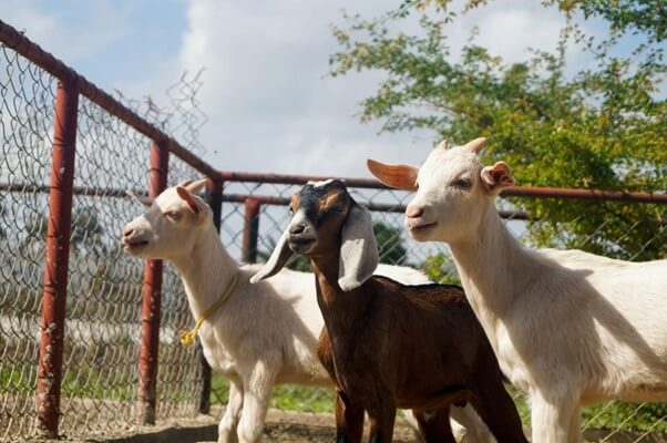 Goat Farming Booms as Rising Demand Creates New Opportunities for Small U.S. Farmers